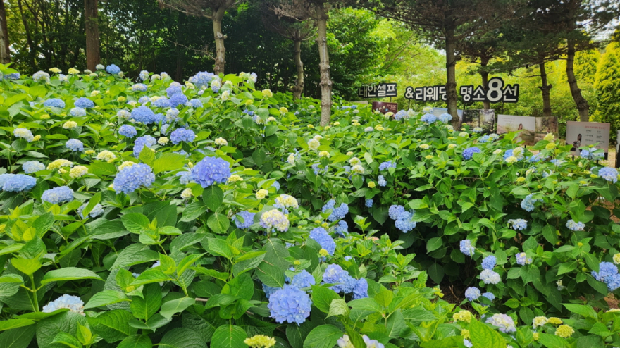 5. 청산수목원 수국 만개 1.jpg