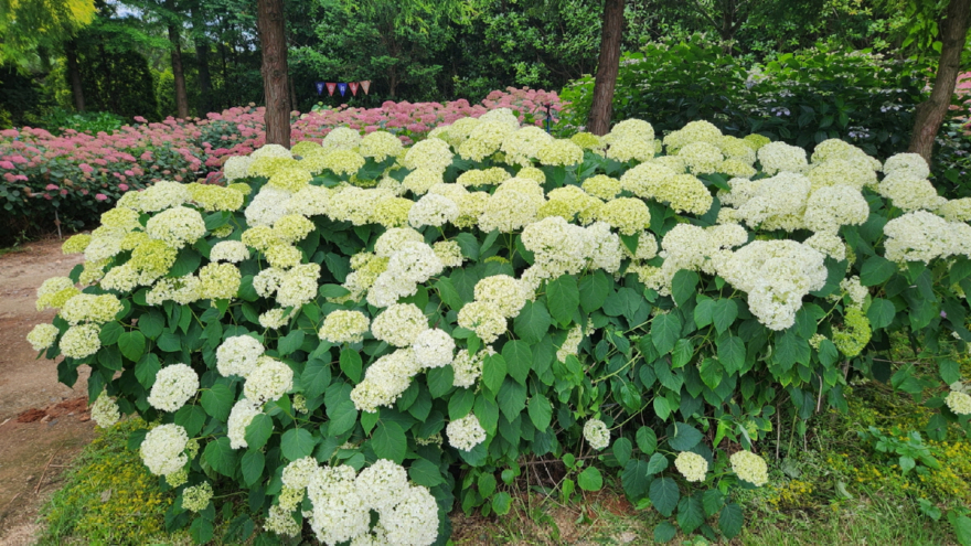 5. 청산수목원 수국 만개 3.jpg