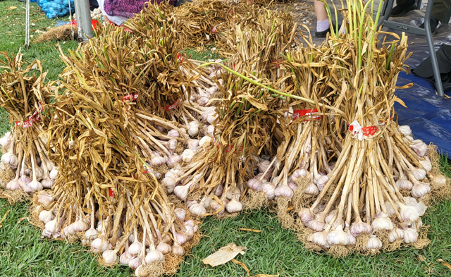 1. 서산6쪽마늘.JPG