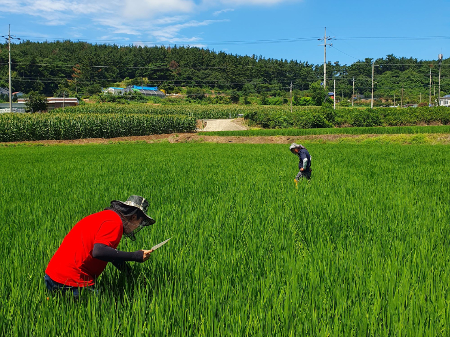 5. 8월 8일부터 20일까지 서산시 관내에서 진행된 서산시·충남농업기술원 합동 예찰.jpg