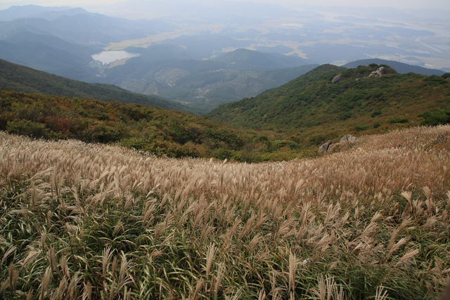2. 오서산 억새.JPG