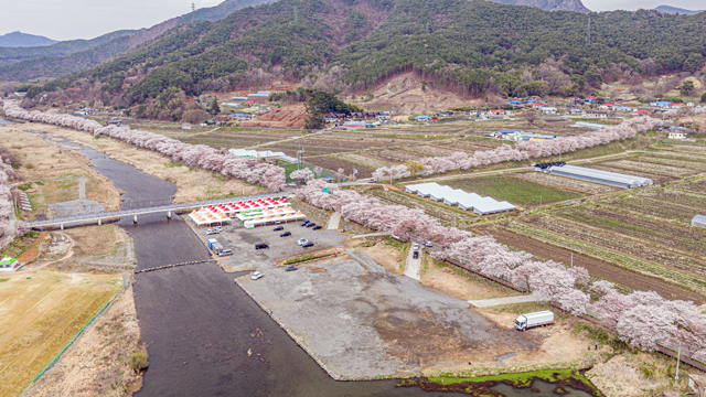 1. 벚꽃사진(4. 7) (4).jpg