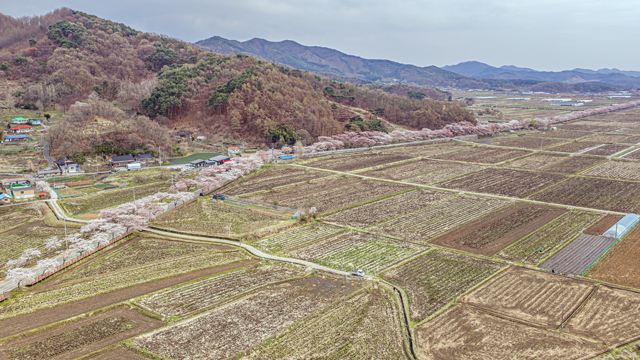 1. 벚꽃사진(4. 7) (3).jpg