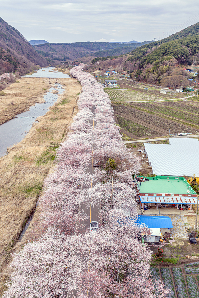 1. 벚꽃사진(4. 7) (1).jpg