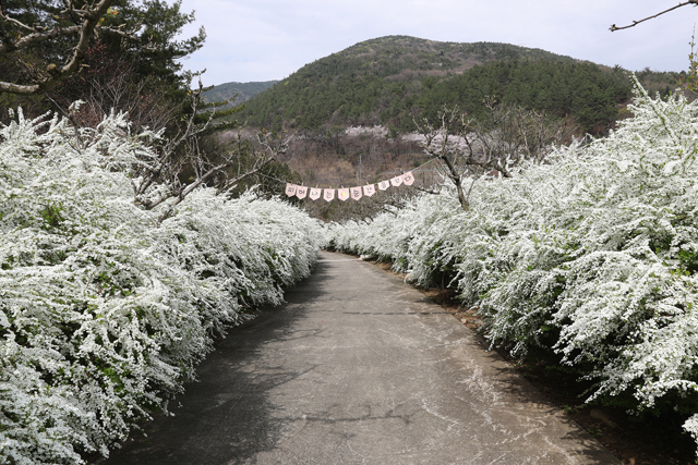 1. 무궁화수목원(4월 14일 기준) (4).jpg