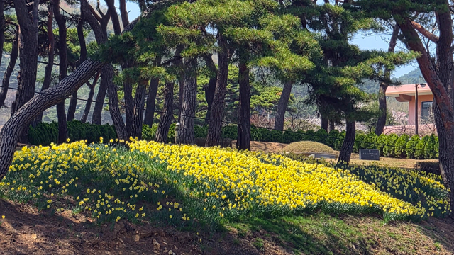 2.윤봉길의사유적 봄꽃 풍경(윤봉길 의사 부인 배용순 여사 묘소의 수선화).jpg