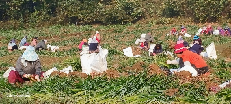 (사진3)계절근로자 현장사진.jpg