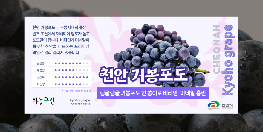 농업정책과(하늘그린 거봉포도 홍보문).jpg