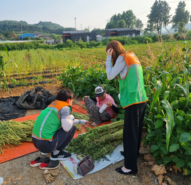 (사진5)자율방재단 고령 농업인 폭염 예찰.jpg