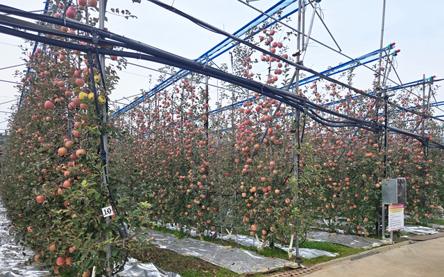2. 과수원 다축재배 모델 모습.jpg