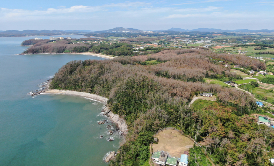 2. 남면 몽산리 소나무재선충병 발생 현장.JPG