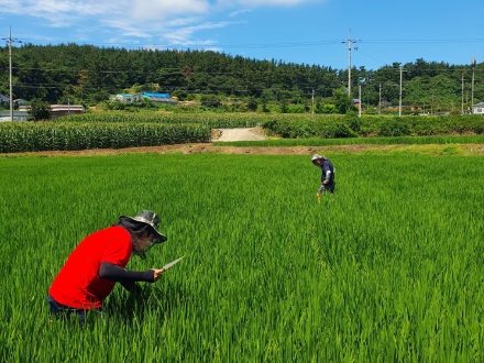 서산시, 벼 병해충 확산 방지 ‘즉시 방제 당부’