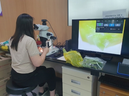 서산시, 딸기 화아분화 현미경 검경 서비스 제공