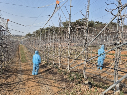 당진시, 과수화상병 전염원 예방 예찰 실시