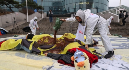 동물단체 “1000만 닭 묻어버리는 살처분, 옳은가”