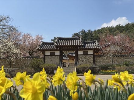 예산군 추사고택, 수선화 개화 시작… 추사가 사랑한 봄 풍경 절정 기대