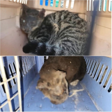 [칼럼]세상에서 가장 잔인한 건 인간이 아닐까