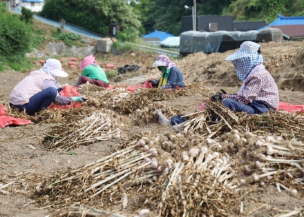 태안군, 2026년 친환경농업직불금 6월 30일까지 신청 접수