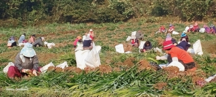 당진시, 공공형 계절근로자 사업 본격적 추진