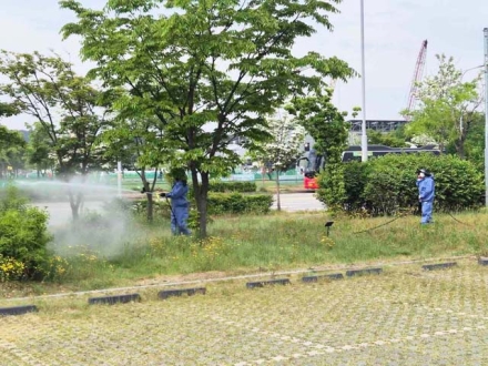 당진시, 당진천 왕벚나무 지킨다…  여름철 불청객 '미국흰불나방' 선제 방제