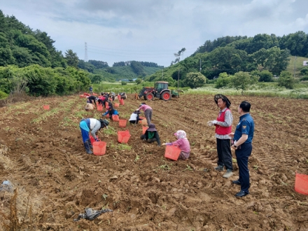 서산경찰서 성연파출소, 수확 철 농산물(감자) 절도 예방 홍보활동 전개