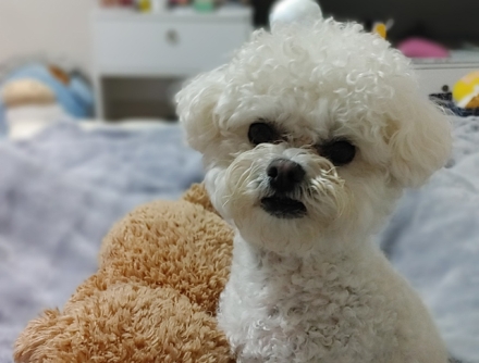"착오로 안락사당해도 처벌 못한다"…반려동물 법적 지위 '공백' 여전