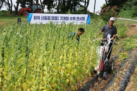 홍성군, 다수확 신품종 ‘영웅참깨’ 수확 연시회 개최