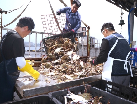 태안군, “가을 입맛 잡으러 왔다!” 가을 전령사 꽃게의 귀환!