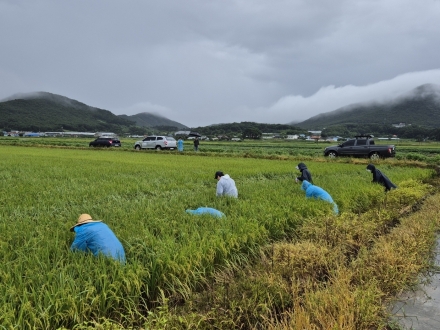 보령시, 중앙·지방 합동예찰 결과 벼멸구 발생 확산... 농가 철저한 예찰·적기 방제 당부