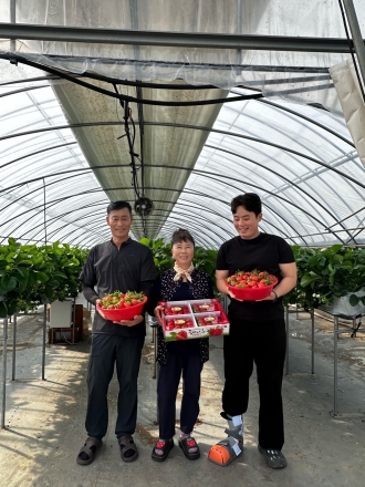 당진시, 딸기 16일 첫 수확…초촉성 재배로 출하 앞당겨