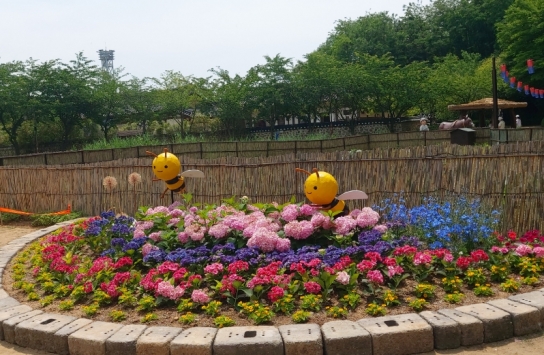 인천시, 월미공원에 만개한 산수국 보며 치유의 시간 보내세요