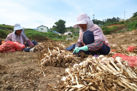 태안군, ‘태안의 명품’ 가의도 6쪽마늘, 수확 전량 우량종구로 보급!