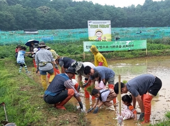 안산시, 도심 속 옛날 방식 그대로’… 전통 모내기 체험행사 진행