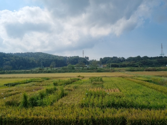 간척지용 염해에 강한 벼 개발 ‘박차’