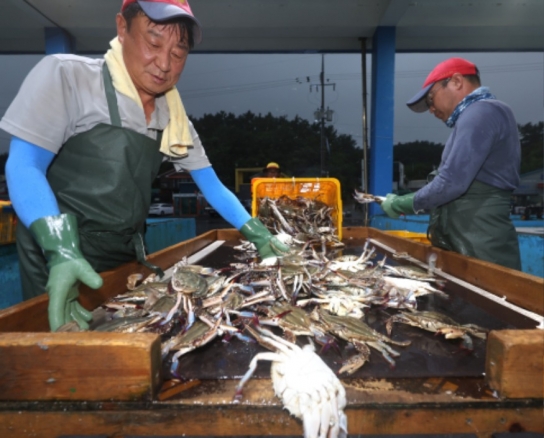 태안군, “꽃게가 돌아왔다!” 충남 태안 가을 꽃게잡이 돌입!