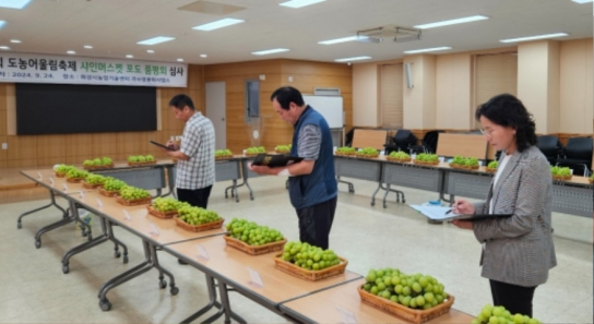화성에서 온 샤인머스켓! 품질과 맛으로 승부
