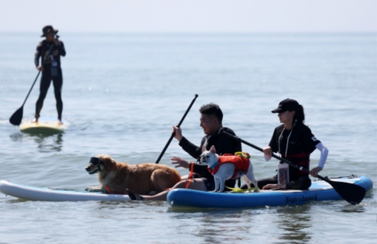 태안군, “견생(犬生) 최고의 하루!” 태안 서프 독(SUP DOG) 프로그램 인기