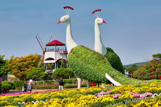 “화려한 가을꽃의 향연”, 2024 태안 가을꽃박람회 13일 개막!