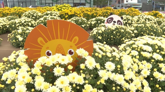 [포토뉴스]예산군, 군청사 앞 댑싸리와 국화꽃 만개