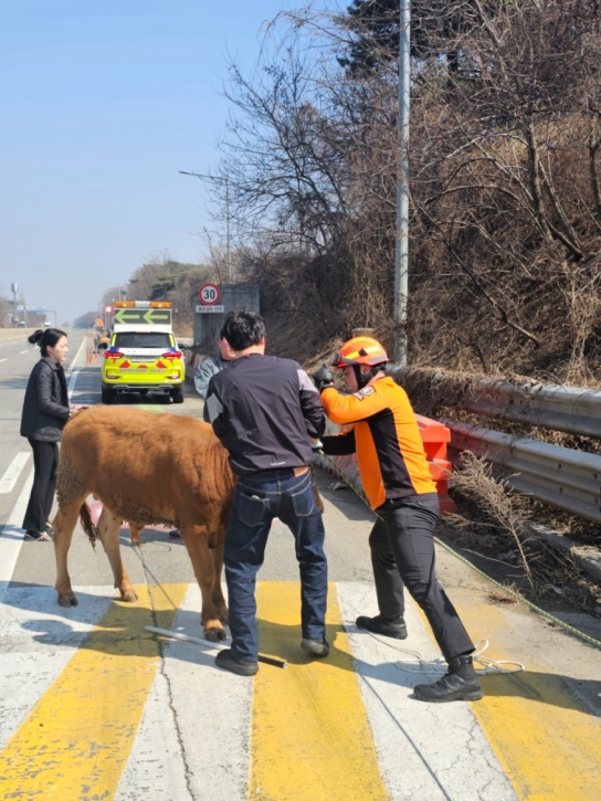 당진소방서, "도심 도로에 소한마리 출몰… 신속 대응으로 안전 확보"