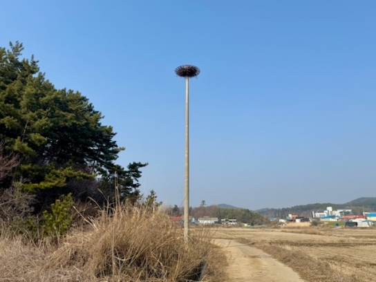 서산시, 송전탑 둥지 튼 황새 보호... 인공 둥지탑 설치