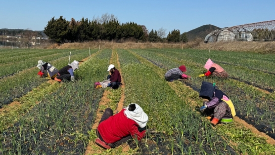 서산시, 맞춤형 어르신 일자리 ‘역대 최대 4천167명 참여’