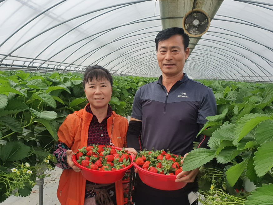 R합덕읍 양희정 농가에서 첫 수확한 딸기.jpg